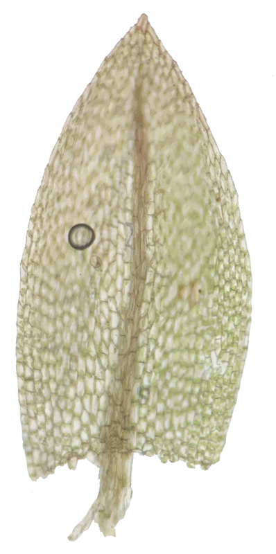 Bryum oblongum